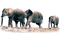 Kaz_Creations Elephants Elephant - Free PNG Animated GIF
