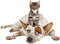 dog with cat bp - bezmaksas png animēts GIF