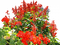 fleur,flower bed, garden, Adam64 - png gratis GIF animado