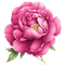 Цветок - gratis png animerad GIF