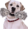 dog bp - Free animated GIF Animated GIF