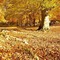 Herbst automne autumn - png grátis Gif Animado