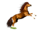 Kaz_Creations Horse - bezmaksas png animēts GIF