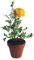 Pot.Flower.Victoriabea