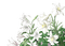 ✶ Flowers {by Merishy} ✶ - ilmainen png animoitu GIF