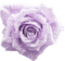 Flowers frozen bp - ilmainen png animoitu GIF