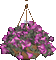 Animated Hanging Basket Petunia Flowers - GIF animé gratuit GIF animé