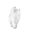 Cat.Chat.Gato.white.Gif.Victoriabea - GIF animé gratuit GIF animé