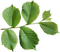 Kaz_Creations Green Deco Leaves Leafs Colours - PNG gratuit GIF animé