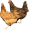 aves - ilmainen png animoitu GIF
