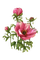 pink peony - безплатен png анимиран GIF