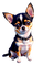 Chihuahua - Besplatni animirani GIF