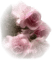 rose rose.Cheyenne63 - бесплатно png анимированный гифка