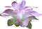 Flowers purple bp - bezmaksas png animēts GIF