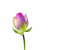 Lotus - безплатен png анимиран GIF