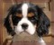 cavalier king charles - Free PNG Animated GIF