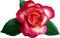 rose - безплатен png анимиран GIF
