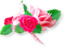 Roses.Ribbon.White.Pink - безплатен png анимиран GIF