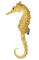 Kaz_Creations Seahorse - Free PNG Animated GIF