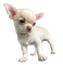 Chihuahua - nemokama png animuotas GIF