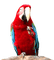 perroquets - ingyenes png animált GIF