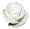 rosa branca-l - png grátis Gif Animado
