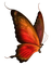 butterfly - png ฟรี GIF แบบเคลื่อนไหว