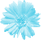 fleur bleu