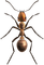 ant - безплатен png анимиран GIF