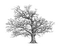 Tree arbre albero baum дерево ROSALIA73 - darmowe png animowany gif