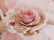 MMarcia gif rosas fundo - Darmowy animowany GIF animowany gif