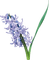 hyacinth Bb2 - gratis png geanimeerde GIF