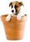 chien ** - δωρεάν png κινούμενο GIF