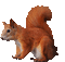 patymirabelle écureuils - Bezmaksas animēts GIF animēts GIF