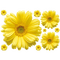 flores amarelas-l - PNG gratuit GIF animé