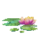 lotus - Бесплатный анимированный гифка анимированный гифка