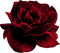 rose rouge.Cheyenne63 - darmowe png animowany gif