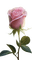 rose rose clair - безплатен png анимиран GIF