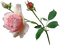 rose, ruusu, kukka, flower, fleur - Free PNG Animated GIF