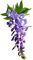 Flowers purple bp - png grátis Gif Animado