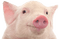 Kaz_Creations Pig - nemokama png animuotas GIF
