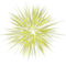 Kaz_Creations Colours Firework Fireworks Animated - Free PNG Animated GIF