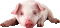 cochon - Gratis animeret GIF animeret GIF