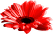 Flower.Red - PNG gratuit GIF animé