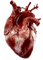 human heart - Darmowy animowany GIF
