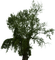 tree puu luonto nature - bezmaksas png animēts GIF