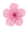 Cherry Blossom animated - GIF animé gratuit GIF animé
