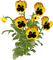 pansy flowers bp - PNG gratuit GIF animé