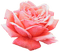 rose-pink-flower