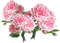 Цветы - gratis png geanimeerde GIF